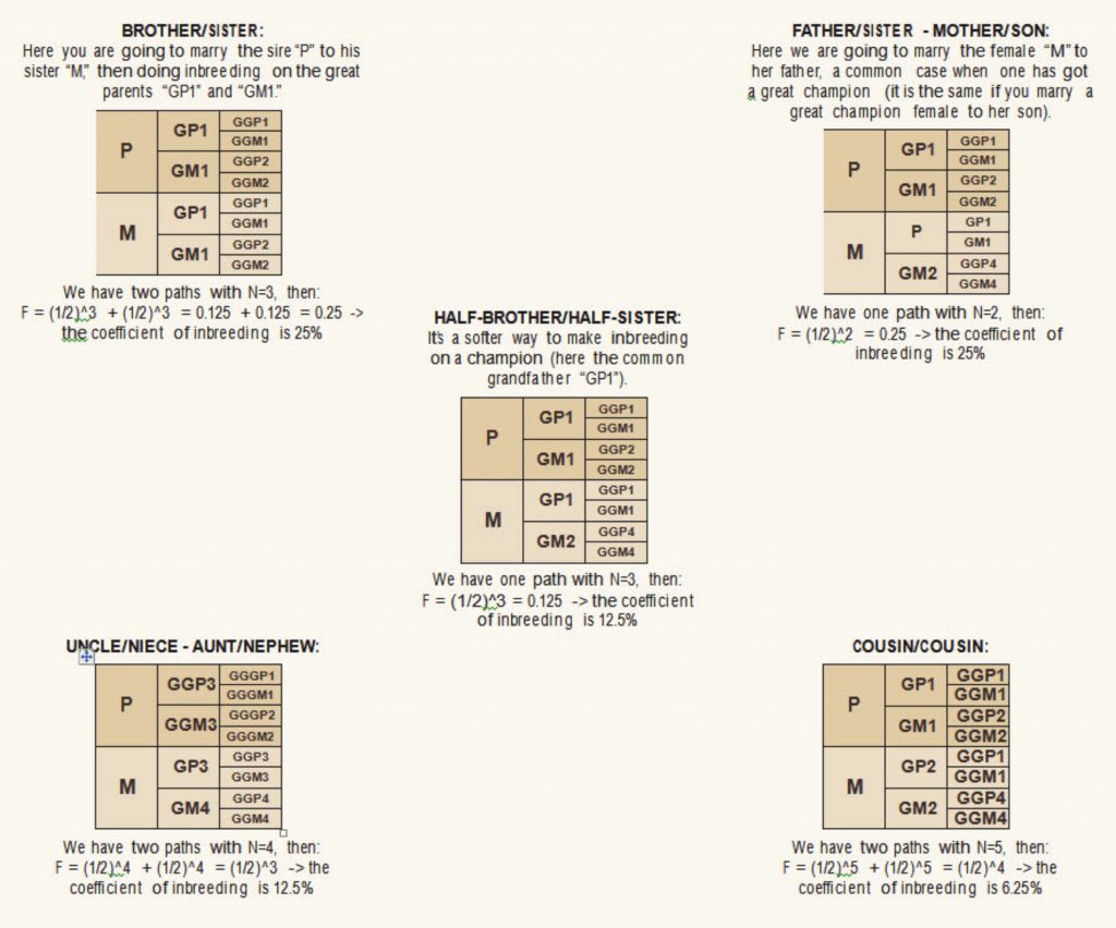Linebreeding And Inbreeding Lone Mountain Cattle