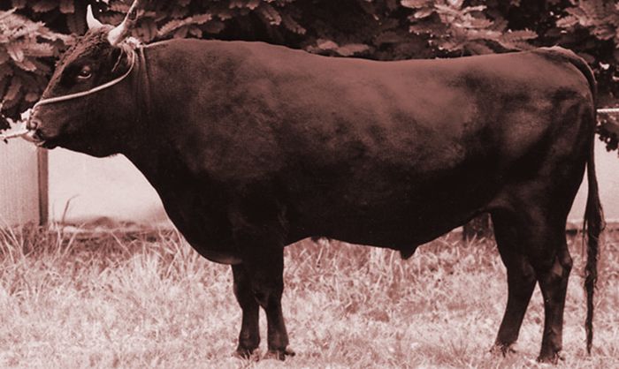 Foundation Sires - Lone Mountain Cattle