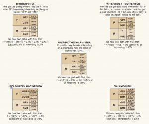 Pure Line Vs Inbred Line Linebreeding and Inbreeding - Lone Mountain Cattle