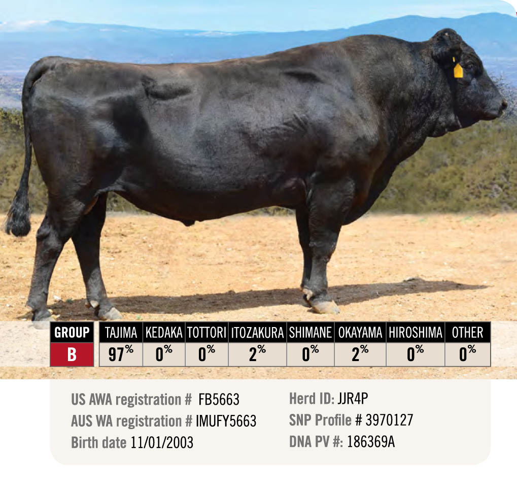 LMCC Sires - Carcass - Lone Mountain Cattle